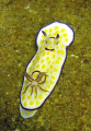   Nudibranc hull chrisouila  